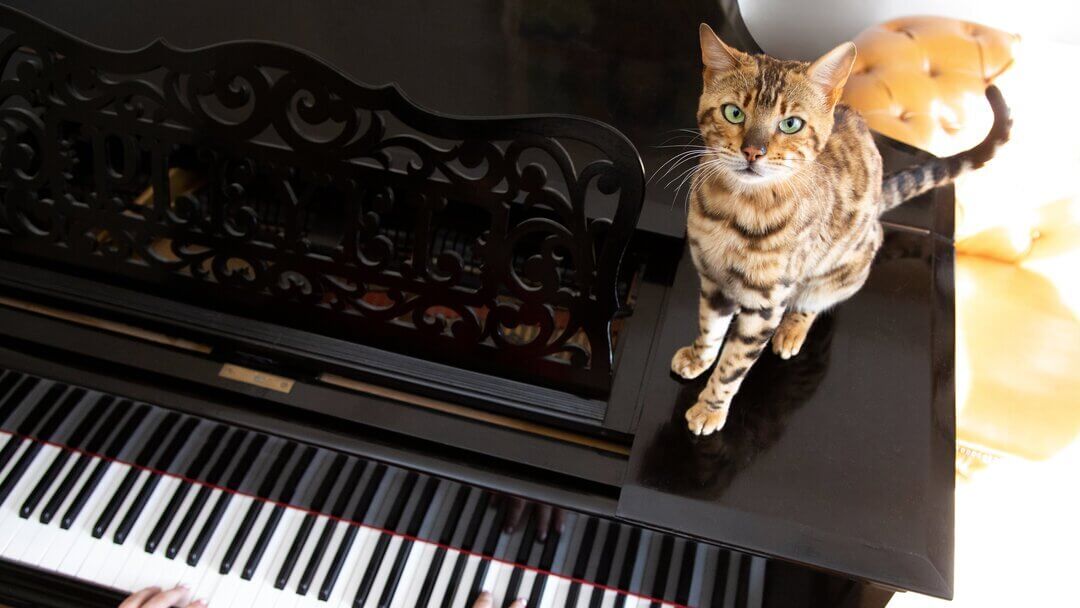 Piano on sale cat website